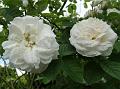 2014-0601_1420_Rambling_Rose_20,1C
